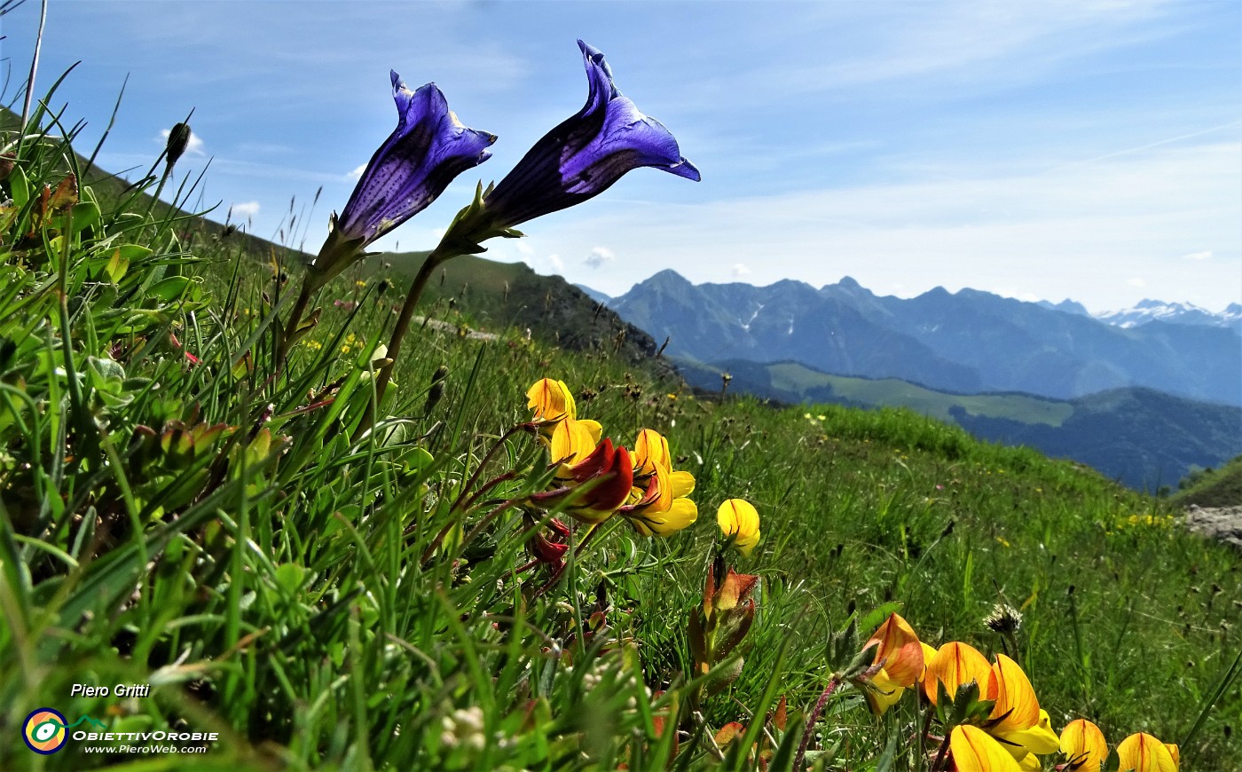 13  Genziana di Koch (Gentiana Kochiana) nei pascoli dei Piani dell'Avaro.JPG